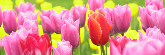 Juni-tulipaner